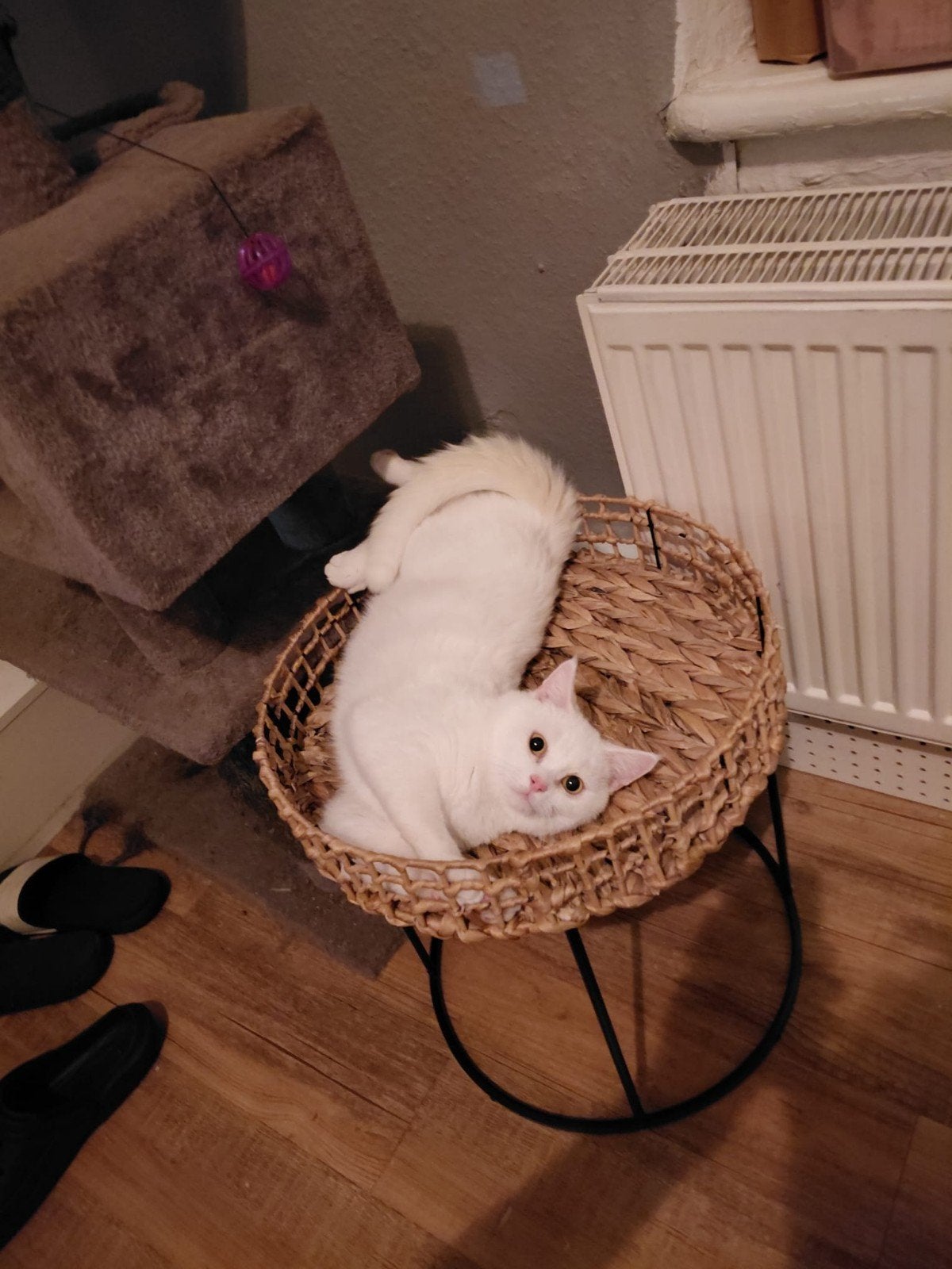 mooie kort met langharige gekruiste britse korthaar. 2 jaar, Kater, Kortharig, 0 tot 2 jaar