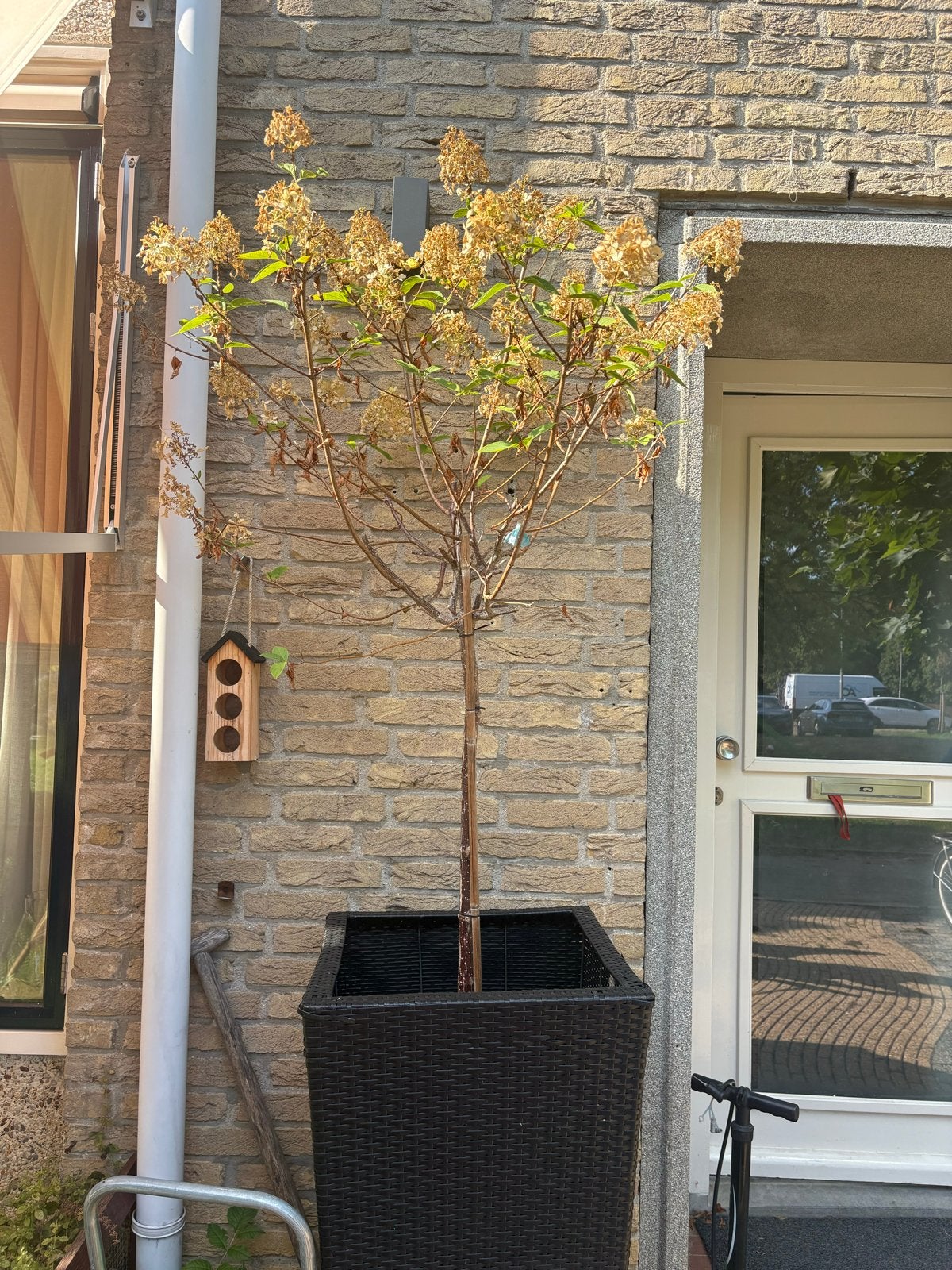 Pluimhortensia op stam - Hydrangea paniculata, Tuin en Terras, Vaste plant, Halfschaduw, Zomer, Ophalen