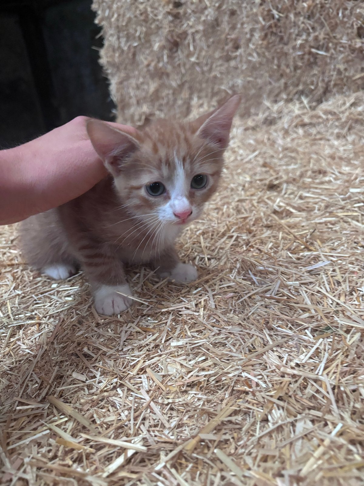 Boerderijkittens, Geslacht onbekend, Kortharig, 0 tot 2 jaar