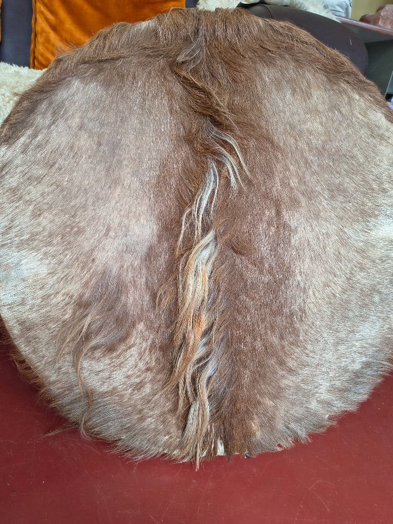 sjamaandrum shaman drum 60 cm afrik. geit, Ophalen of Verzenden, Gebruikt, Trommel