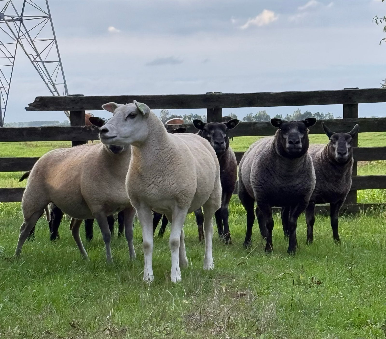 Fokschapen, Dieren en Toebehoren, Schapen, Geiten en Varkens