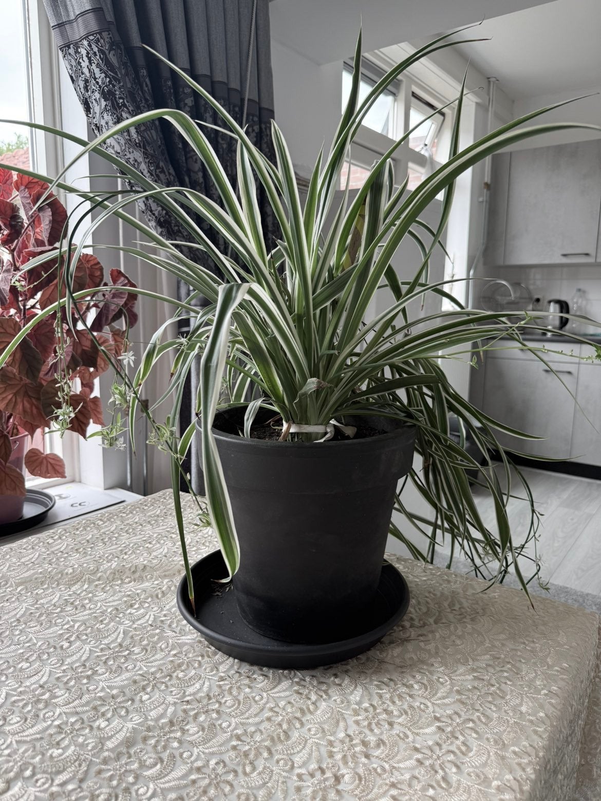 Grote graslelie (Chlorophytum comosum) in pot, Ophalen, Overige soorten, Halfschaduw, In pot