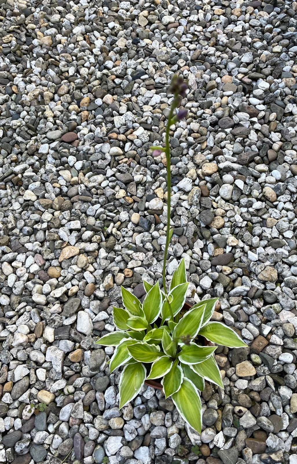 Hosta, Ophalen, Overige soorten, Halfschaduw
