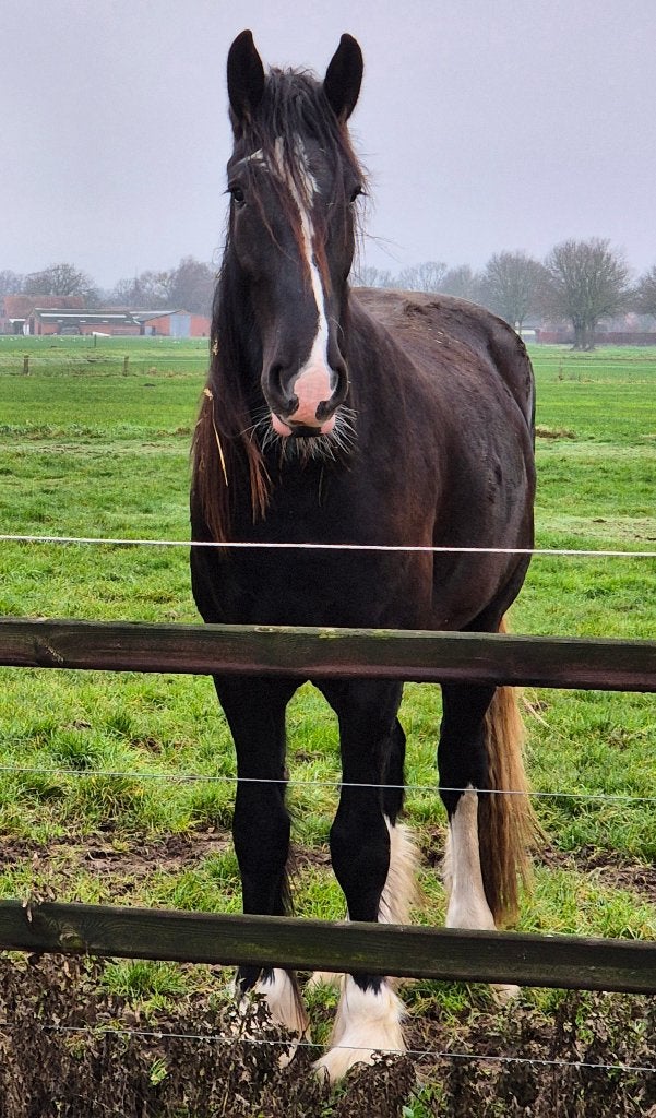 Prachtige 3 jarige Shire merries, Dieren en Toebehoren, Paarden, Merrie, Met stamboom, 175 cm of meer, 3 tot 6 jaar