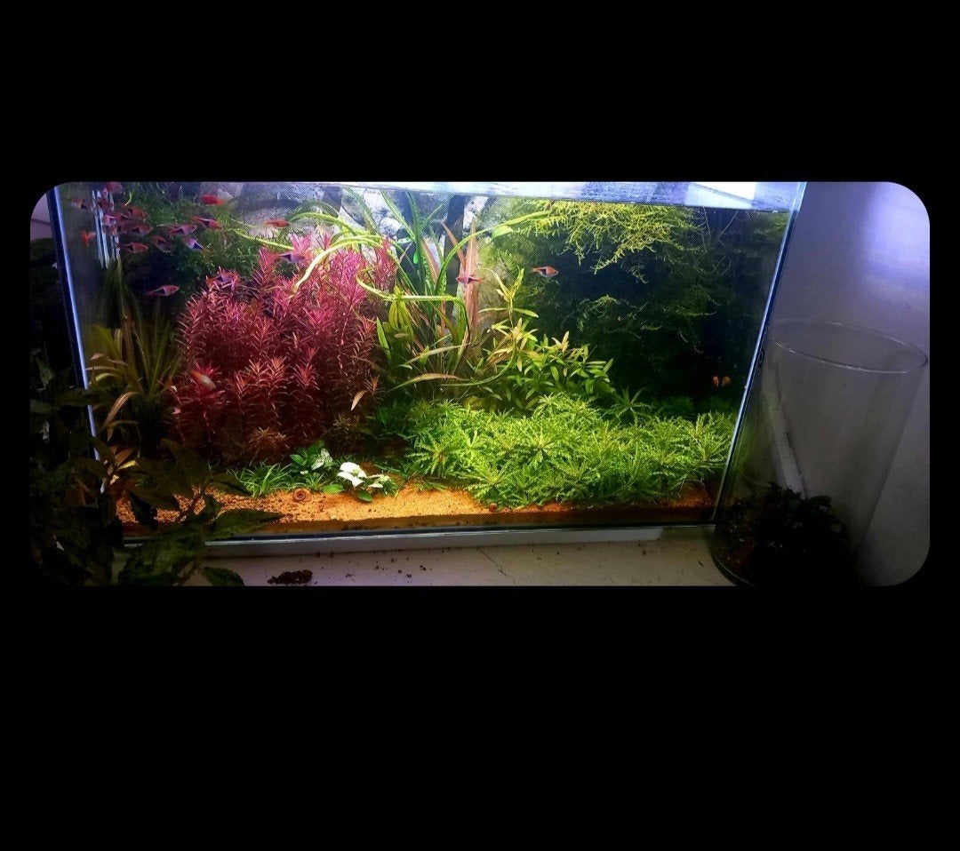 Superfish home 110 wit, Dieren en Toebehoren, Vissen | Aquaria en Toebehoren, Ophalen, Zo goed als nieuw, Leeg aquarium