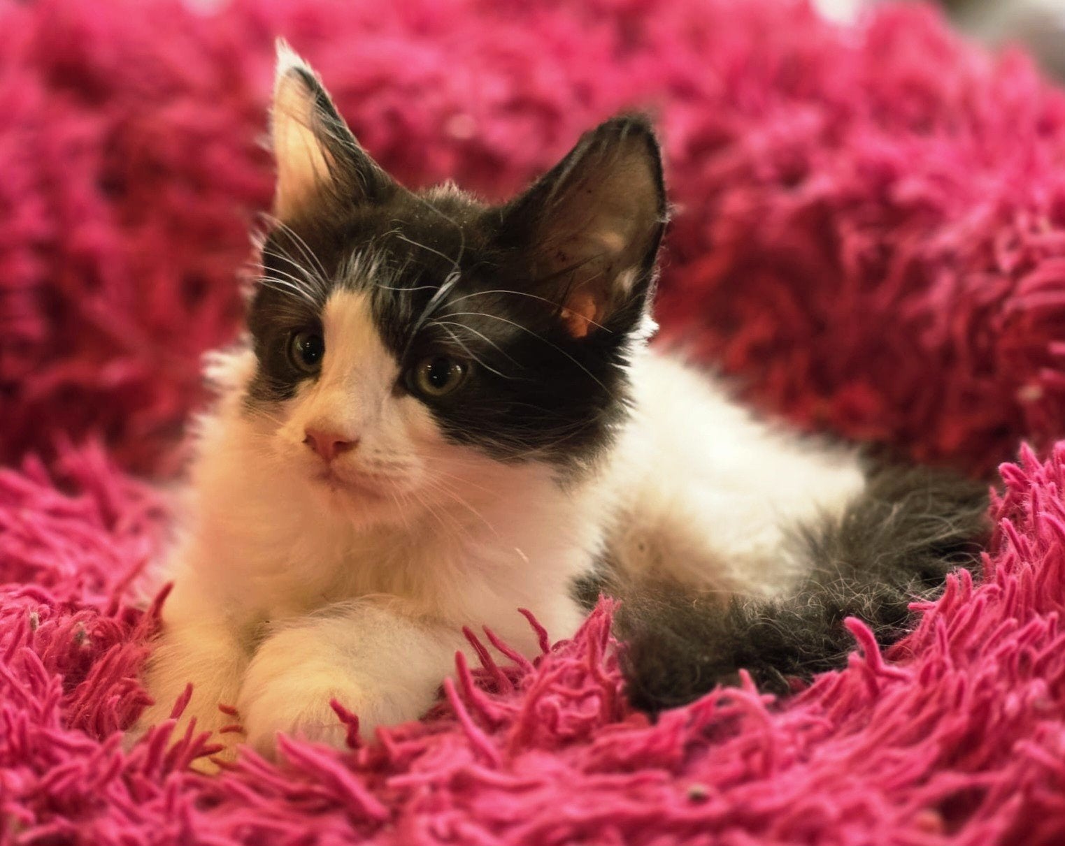 Schitterende Maine Coon kittens polydactyl, Meerdere dieren, Gechipt, 0 tot 2 jaar