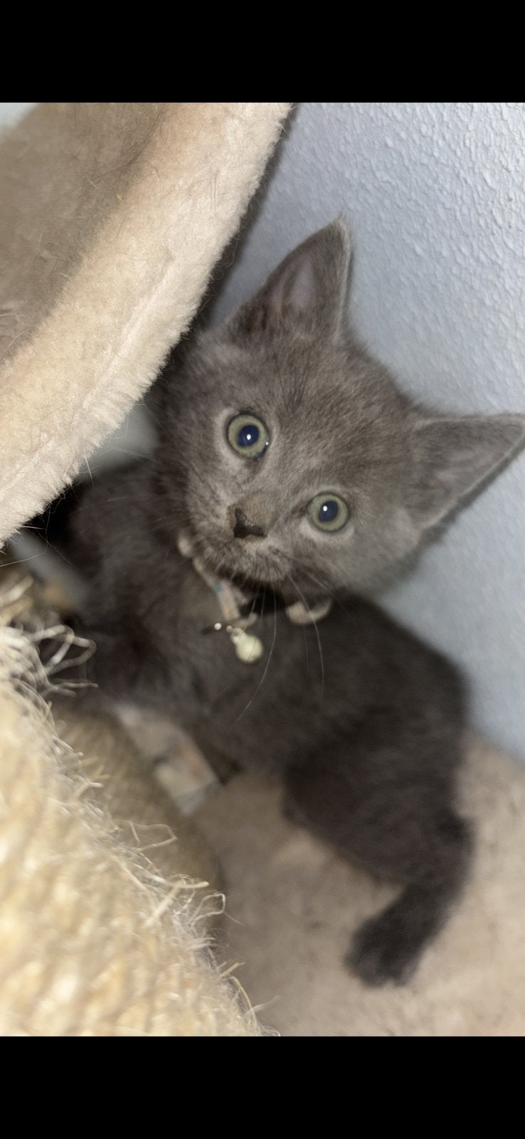 Blauwe rus poesje, Poes