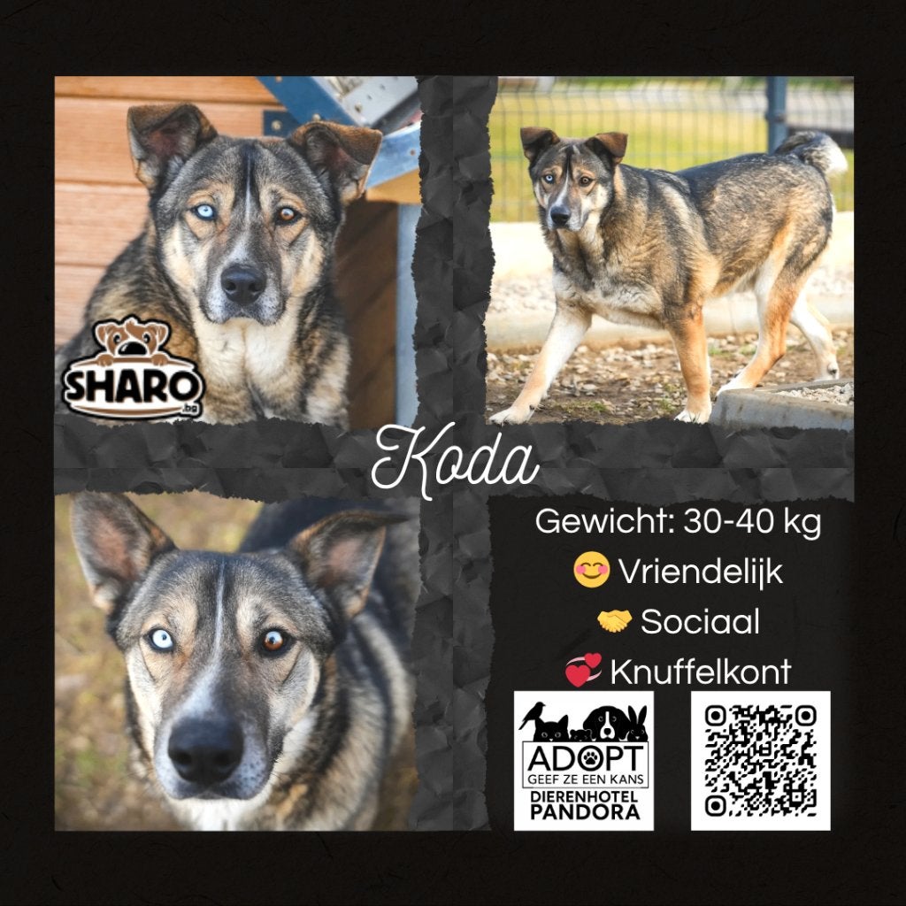 🐾 Fulltime knuffelmaatje gezocht! 🐾, Dieren en Toebehoren, Honden | Niet-rashonden, Reu, Buitenland, Eén hond, Fokker | Professioneel