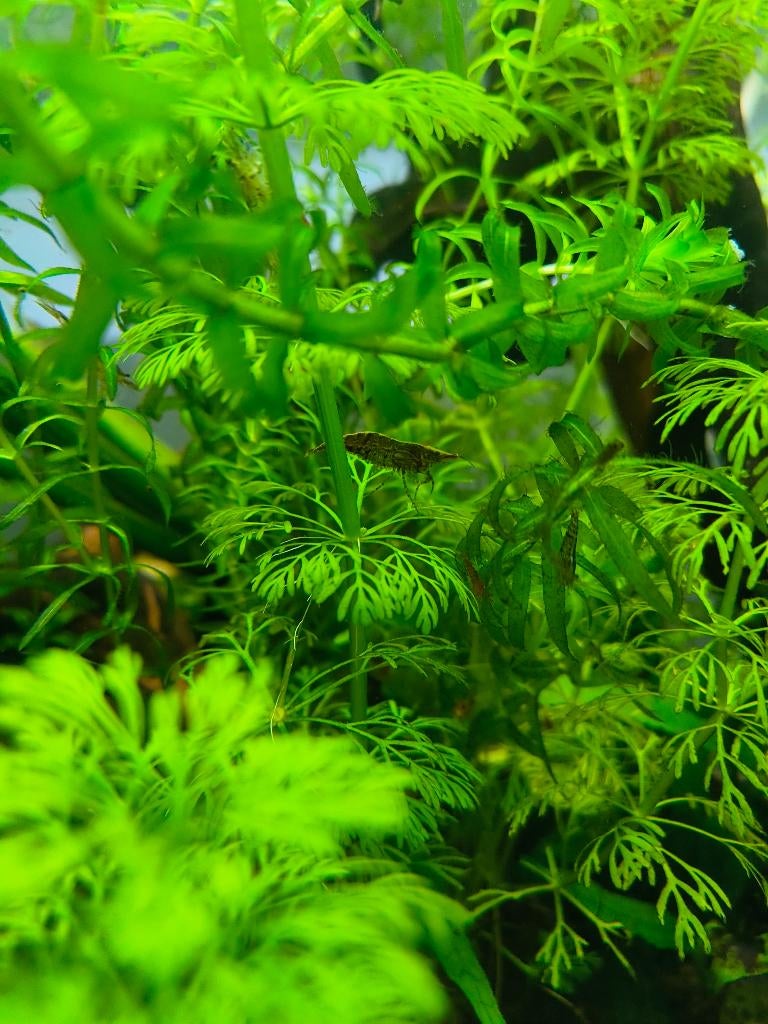 Garnalen rood/wildkleur mix, Kreeft, Krab of Garnaal, Zoetwatervis, Schoolvis