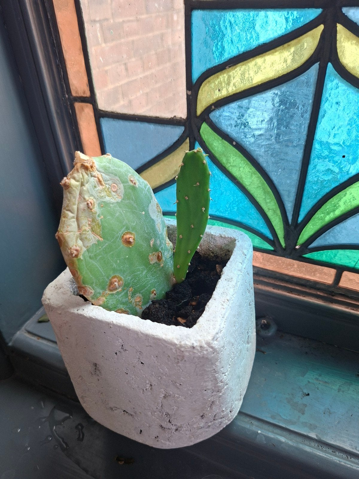 Betonnen bloempot met cactus - Gebruikt, Tuin en Terras, Ophalen, Gebruikt, Minder dan 30 cm, Binnen