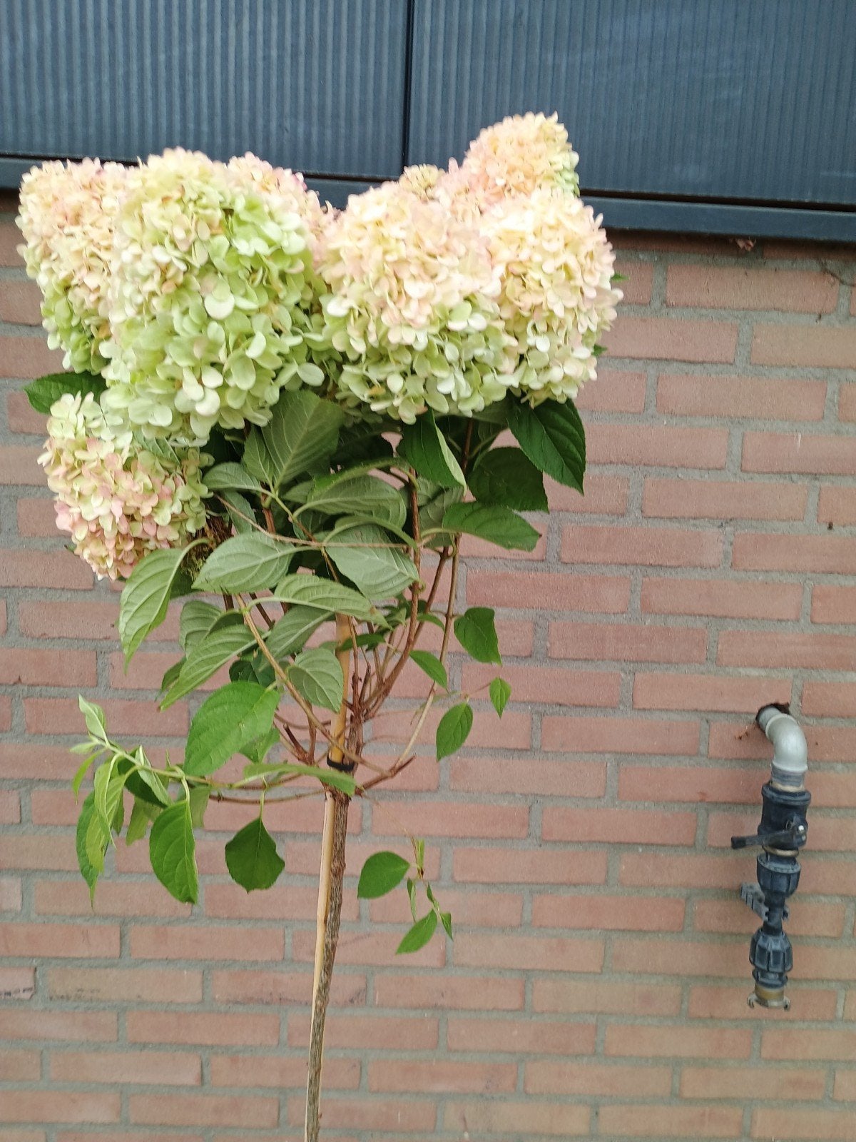 Hortensia op stam - Hydrangea paniculata 'Vanille Fraise', Tuin en Terras, Ophalen