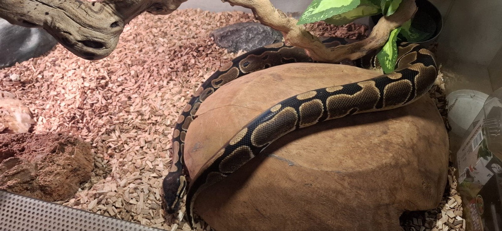 koning python dame Ball Python photo 2