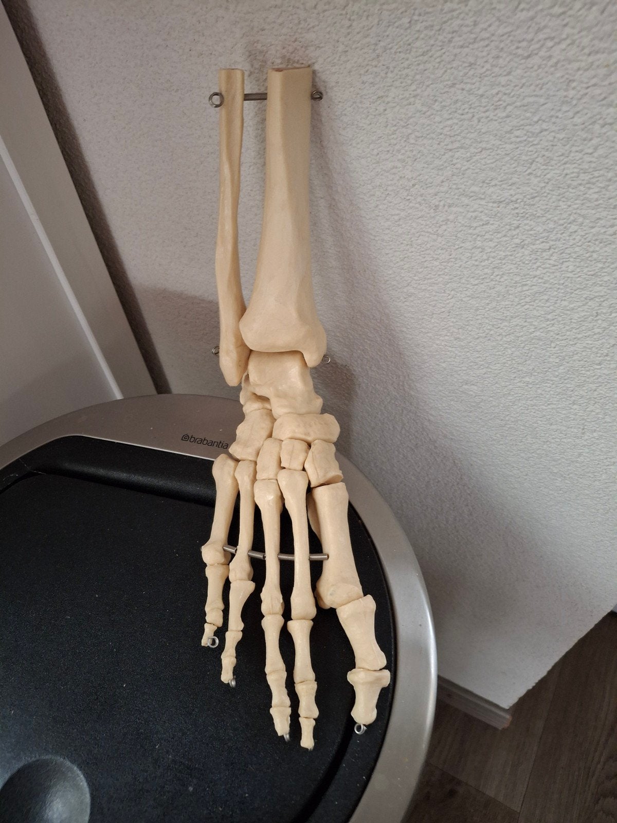 skelet voet mens  met deel scheen en kuitbeen, Ophalen, Zo goed als nieuw