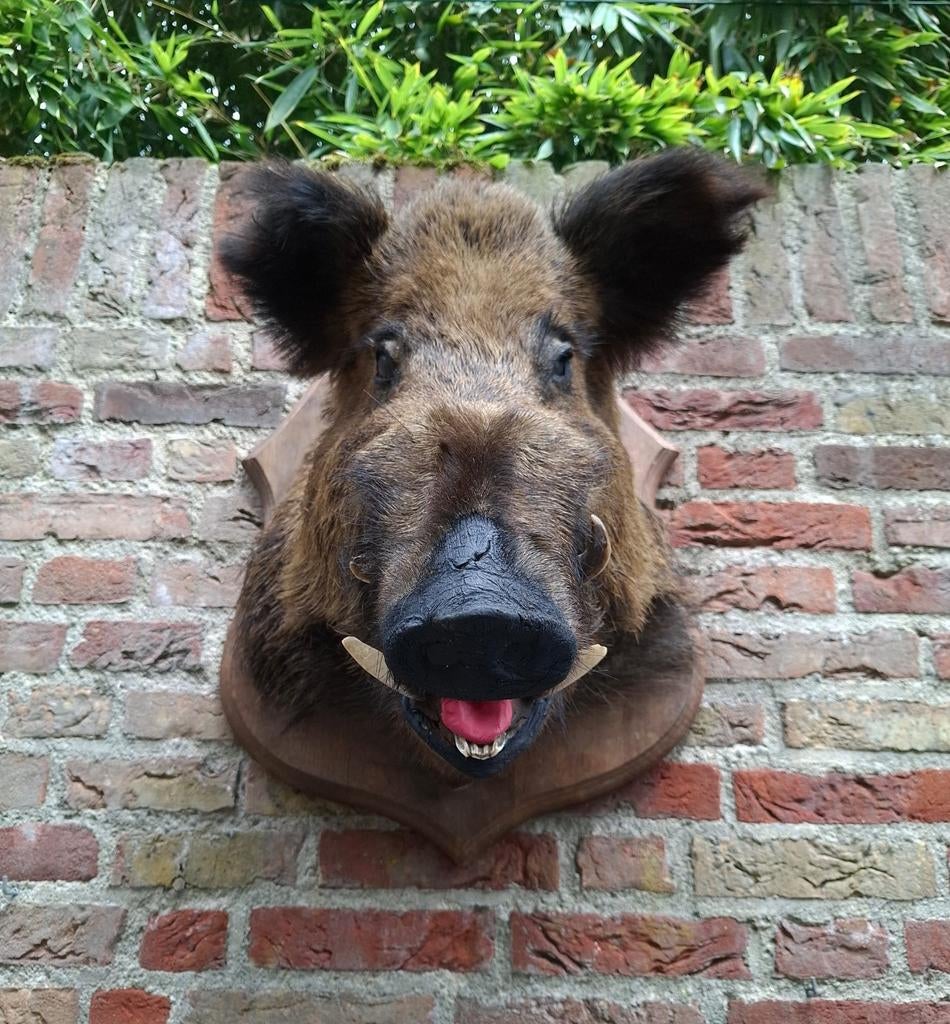 Opgezette kop zwijn taxidermy opgezet jacht schedel gewei, Verzamelen, Dierenverzamelingen, Ophalen, Wild dier, Gewei of Kop