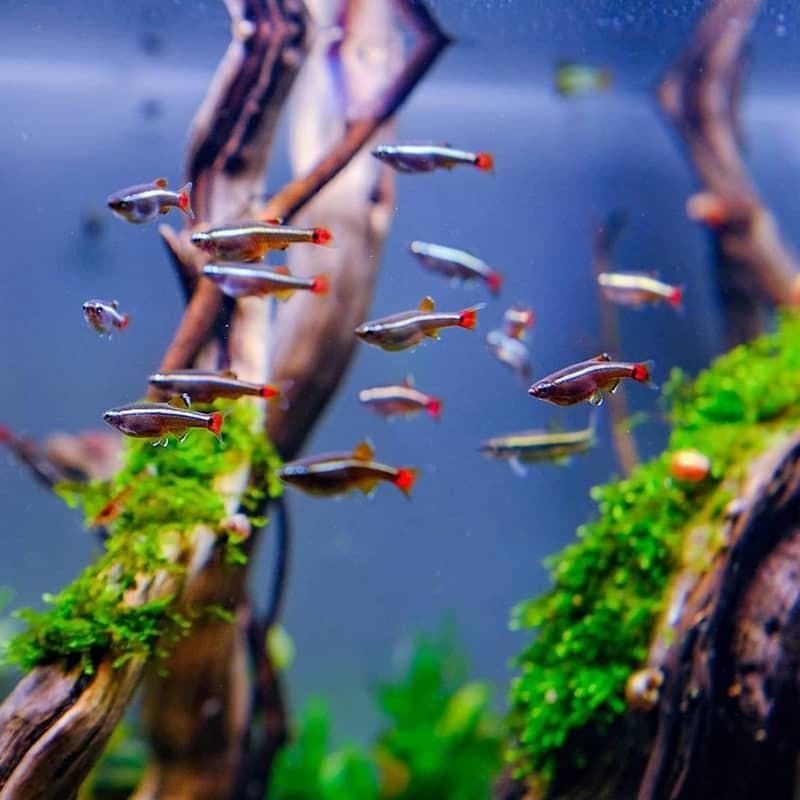 White cloud tetra, Dieren en Toebehoren, Vissen | Aquariumvissen, Vis