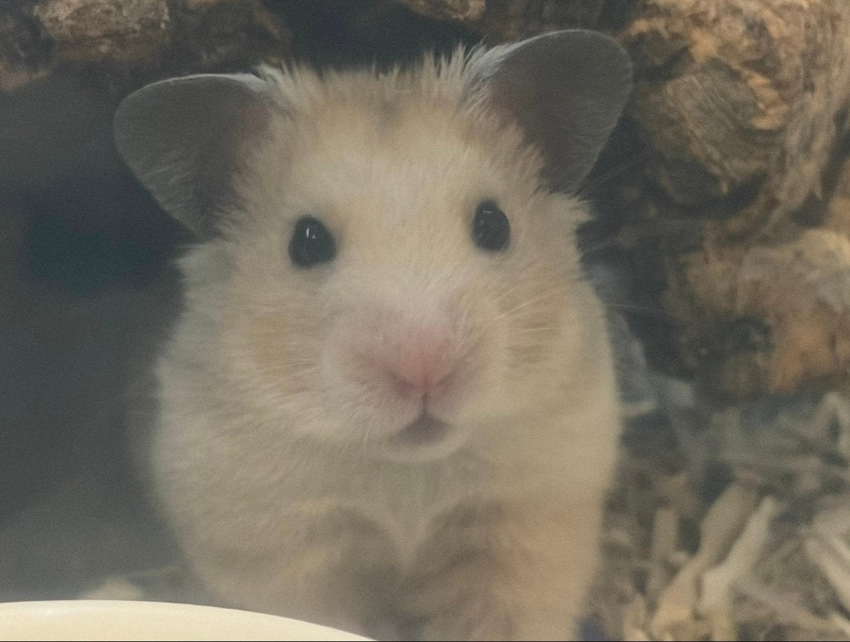 2 lieve hamsters, Hamster, Februari, Meerdere dieren, Tam