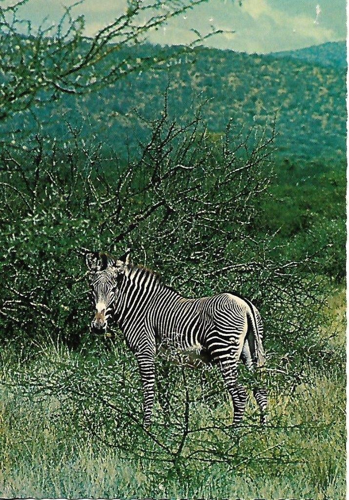 Zebra., Verzenden, 1920 tot 1940, Ongelopen, Wild dier