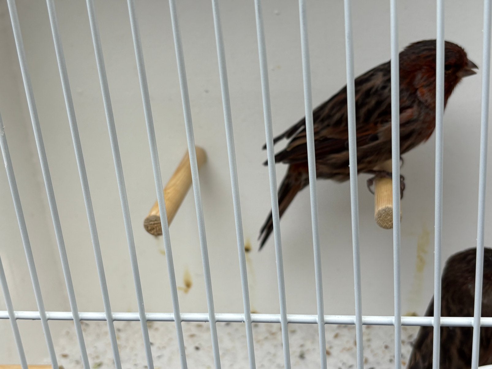 2 koppels zwart/rood cobalt. Liefst in een koop., Dieren en Toebehoren, Meerdere dieren, Kleurkanarie