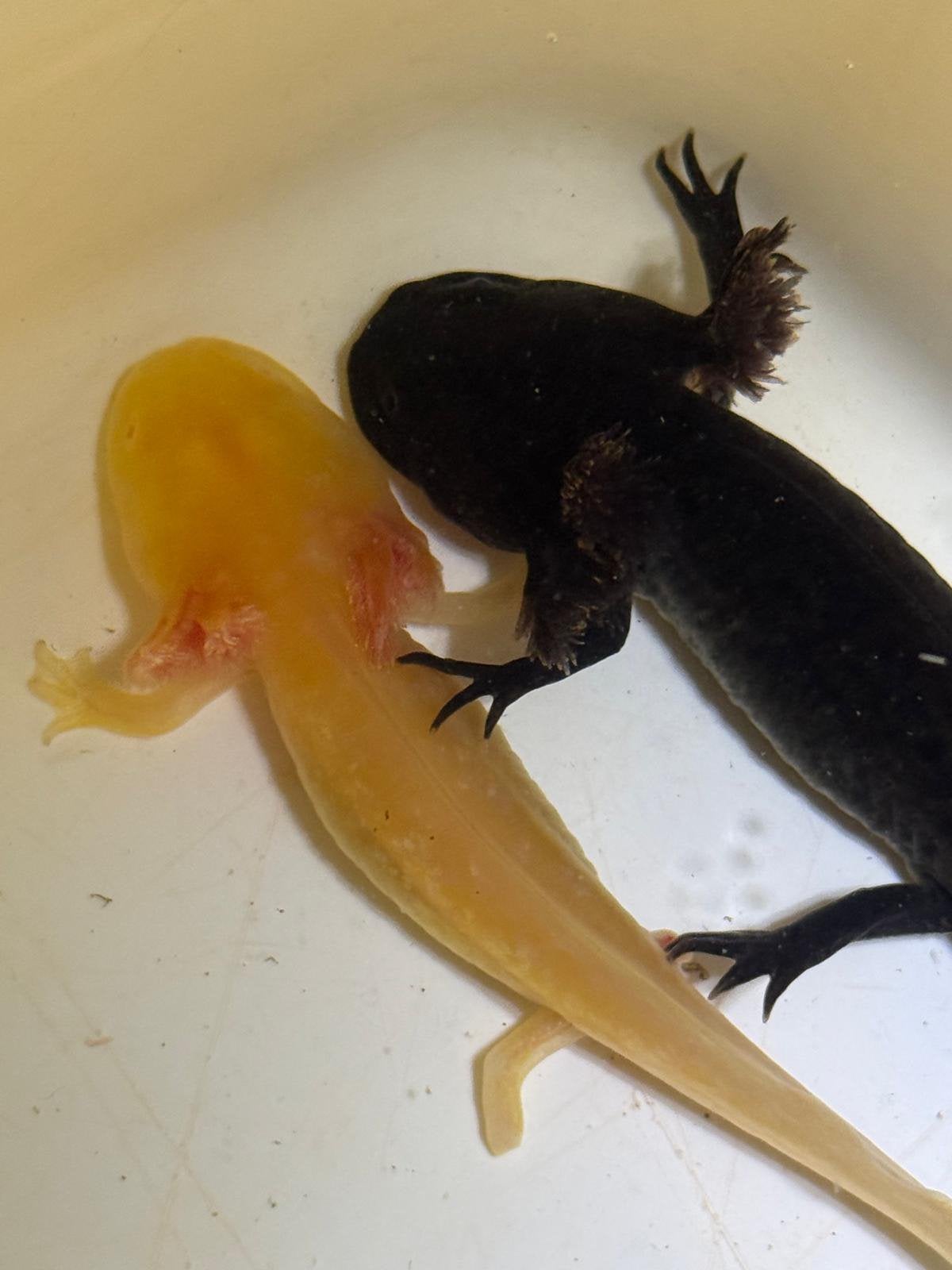 Axolotl, Dieren en Toebehoren, Amfibie, 0 tot 2 jaar