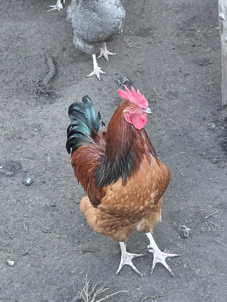 Haan, Dieren en Toebehoren, Pluimvee, Mannelijk, Kip