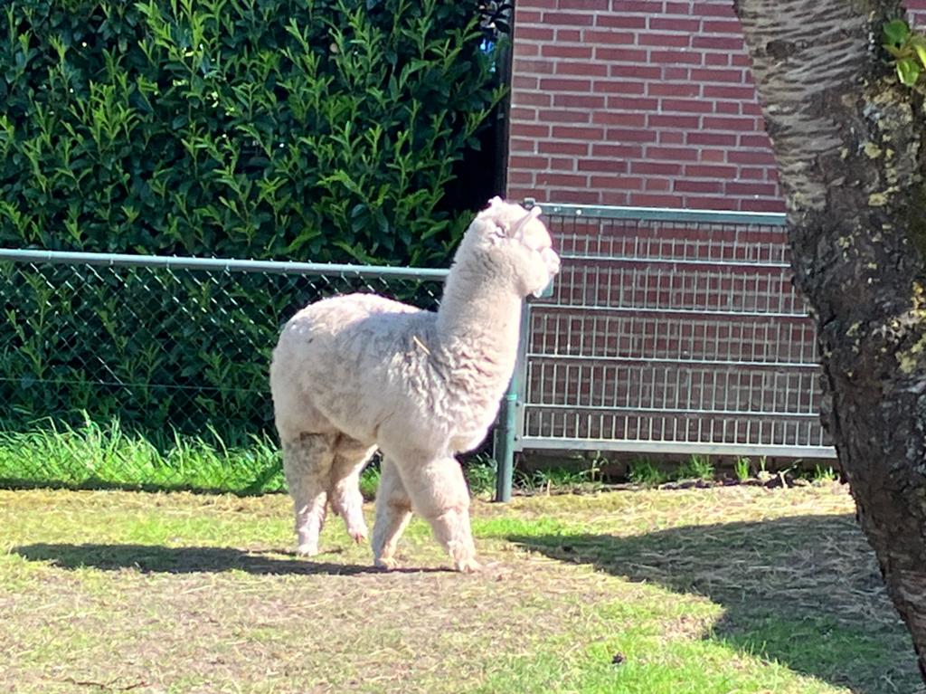 Alpaca Hengst wit, Dieren en Toebehoren, Juni, Mannelijk