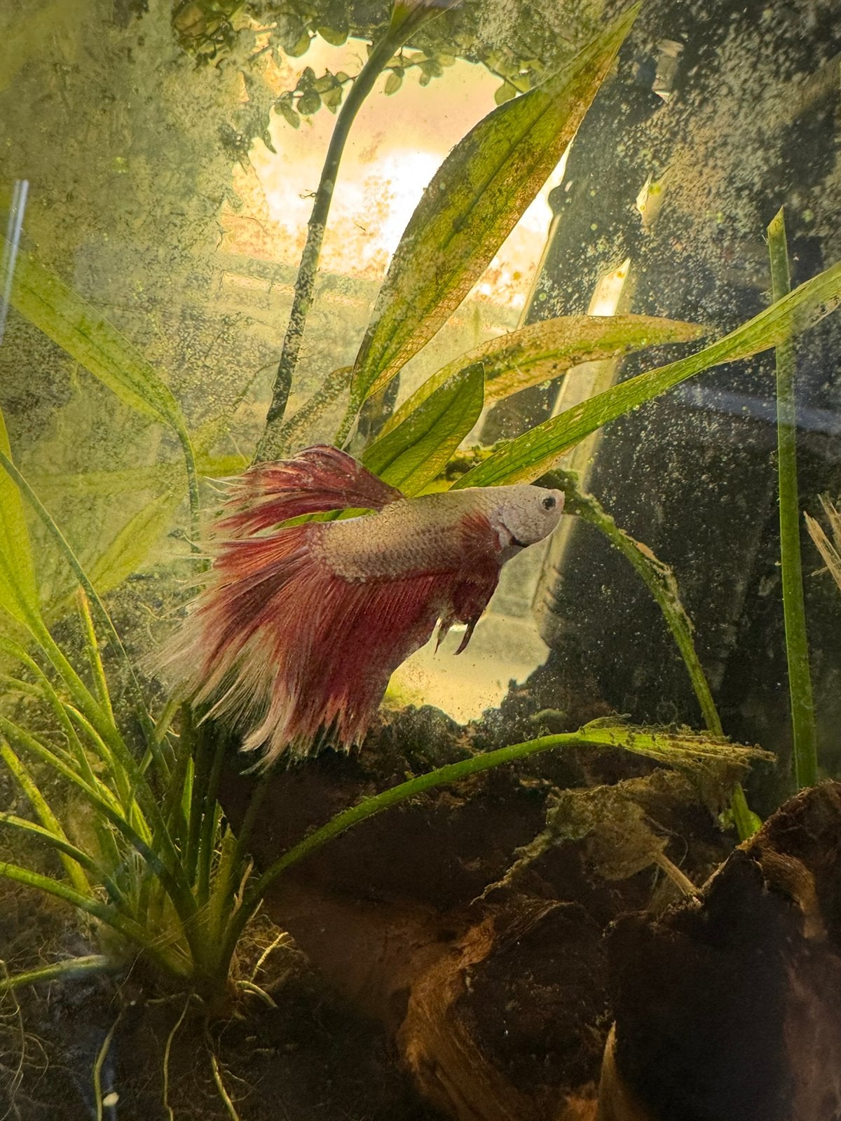 Betta fish/kempvis inclusief aquarium en toebehoren, Dieren en Toebehoren, Ophalen, Zo goed als nieuw, Overige typen