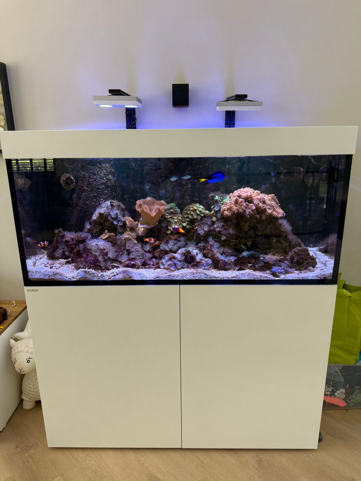 Aqualife Zeeaquarium 600 Liter Compleet incl. Techniek – DSR, Ophalen, Gevuld zeewateraquarium, Gebruikt, Inclusief vissen