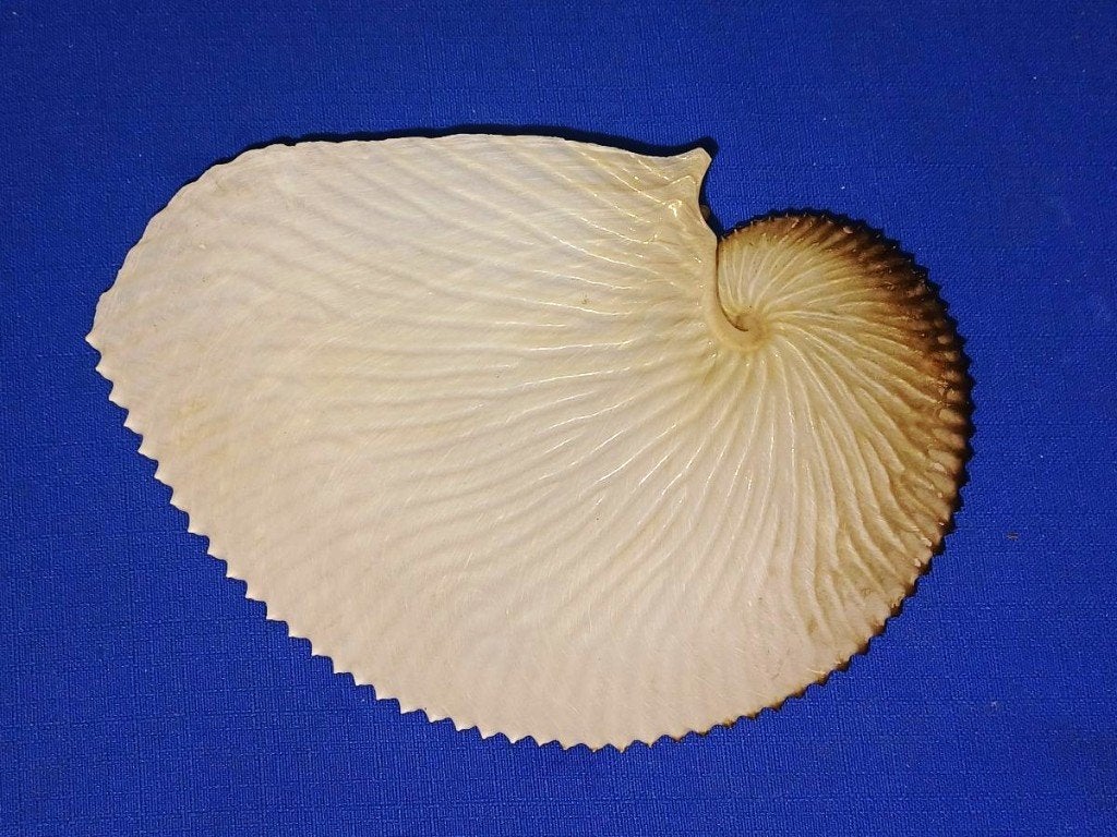 Schelpen, Argonauta argo, Ophalen of Verzenden, Schelp(en)