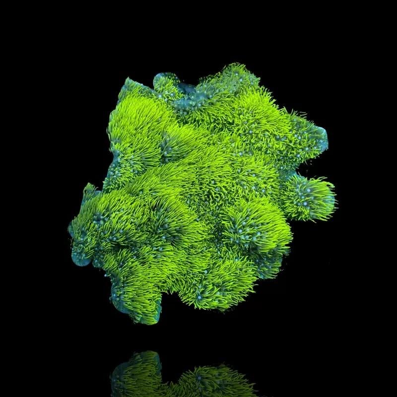 Briareum Green Star Polyps, sterpoliep,  koraal, Overige typen