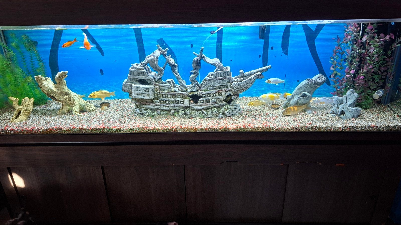 aquarium, Vis