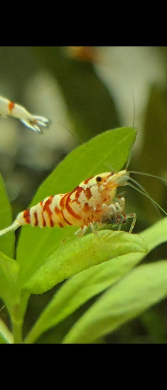 caridina red fancy tiger, Dieren en Toebehoren, Kreeft, Krab of Garnaal, Zoetwatervis, Schoolvis