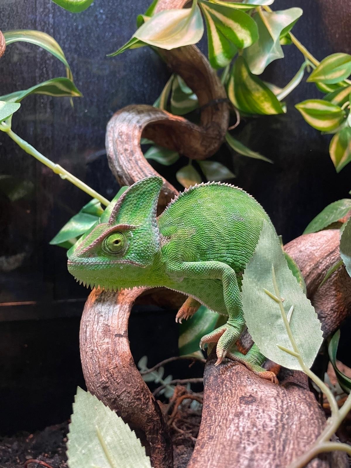 Jemenkameleon (chamaeleo calyptratus) Chameleon photo 2