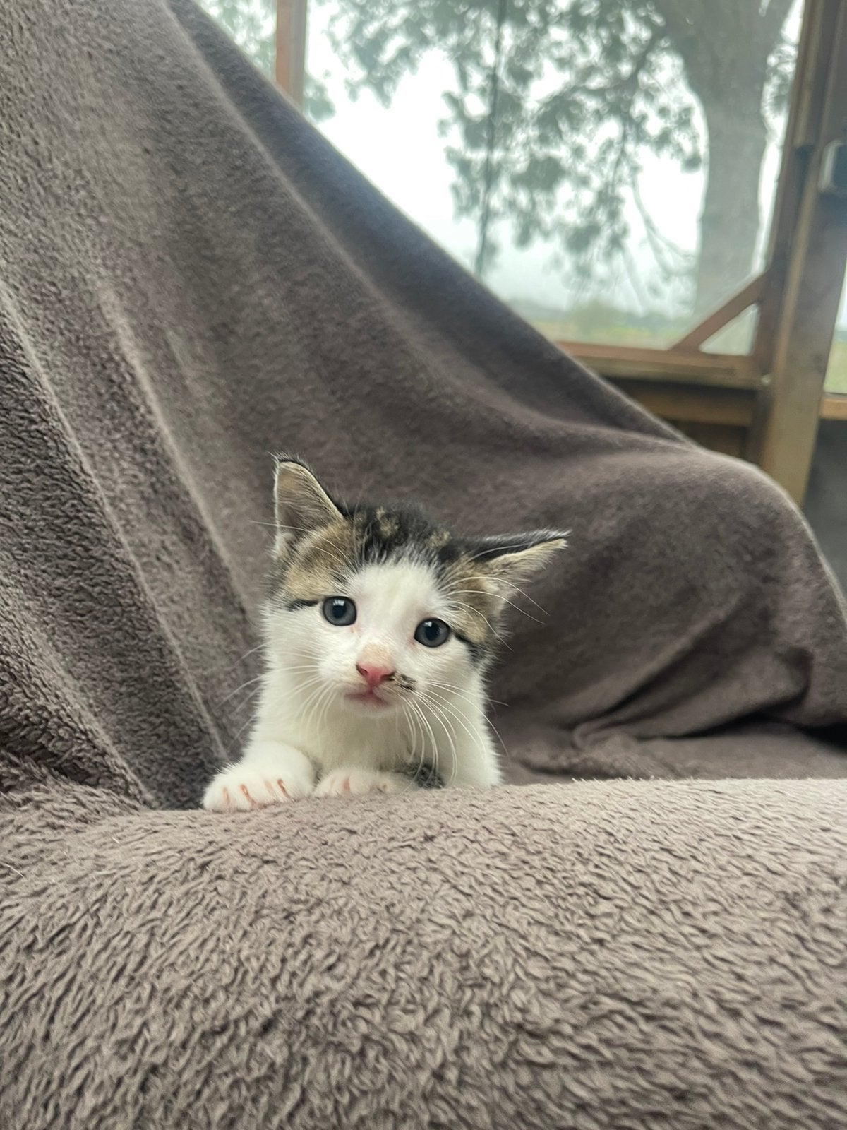Kittens te koop; kat | poes | kater | Kitten | poesjes, Dieren en Toebehoren, Meerdere dieren, Kortharig, 0 tot 2 jaar