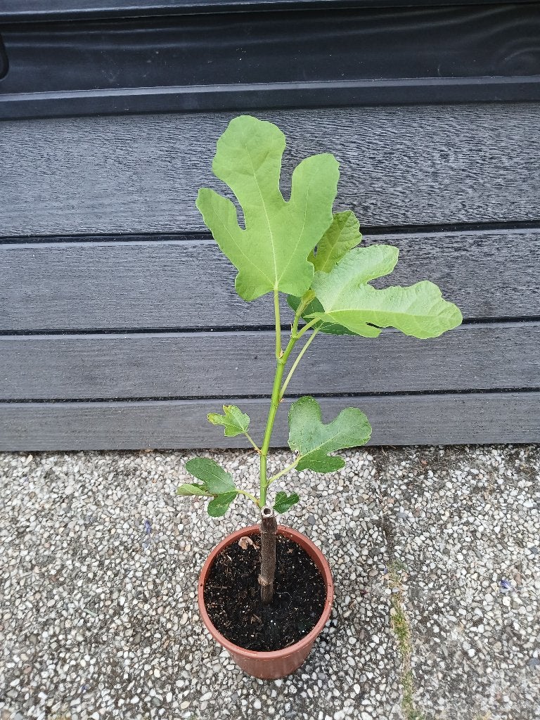 vijgen, Tuin en Terras, Planten | Fruitbomen, Ophalen, Minder dan 100 cm, Lente, Volle zon