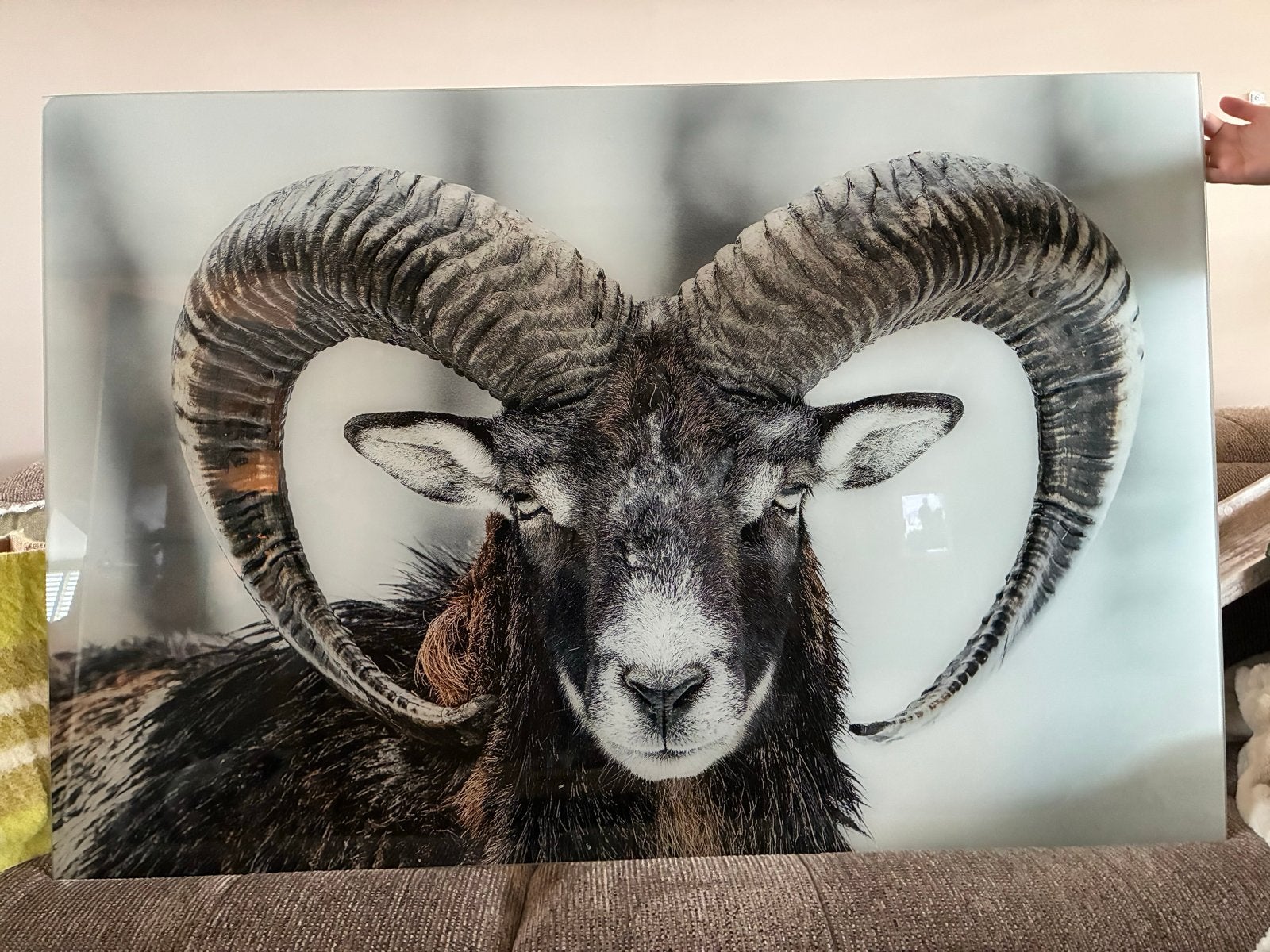 Schilderij Moeflon 120x80 cm, Ophalen, Zo goed als nieuw, 100 tot 125 cm, Foto of Poster