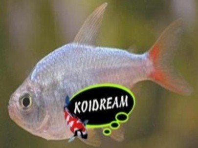 Roodstaartzalm Moenkhausia colombiana Gold -Koidream Valburg