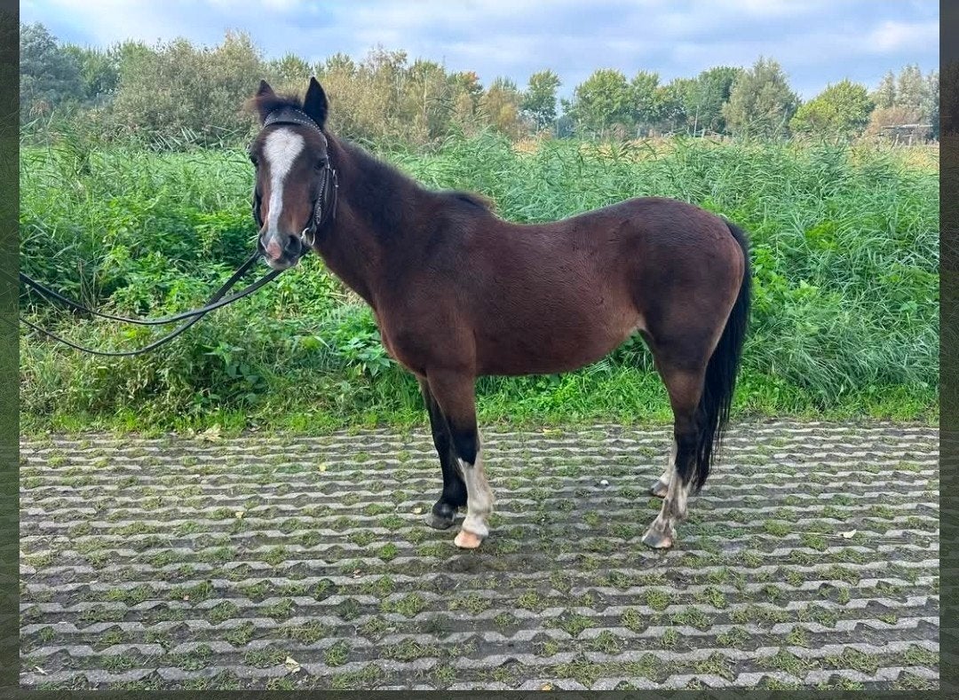 Lieve, betrouwbare kinderpony zoekt een nieuw thuis ️, Merrie, 11 jaar of ouder