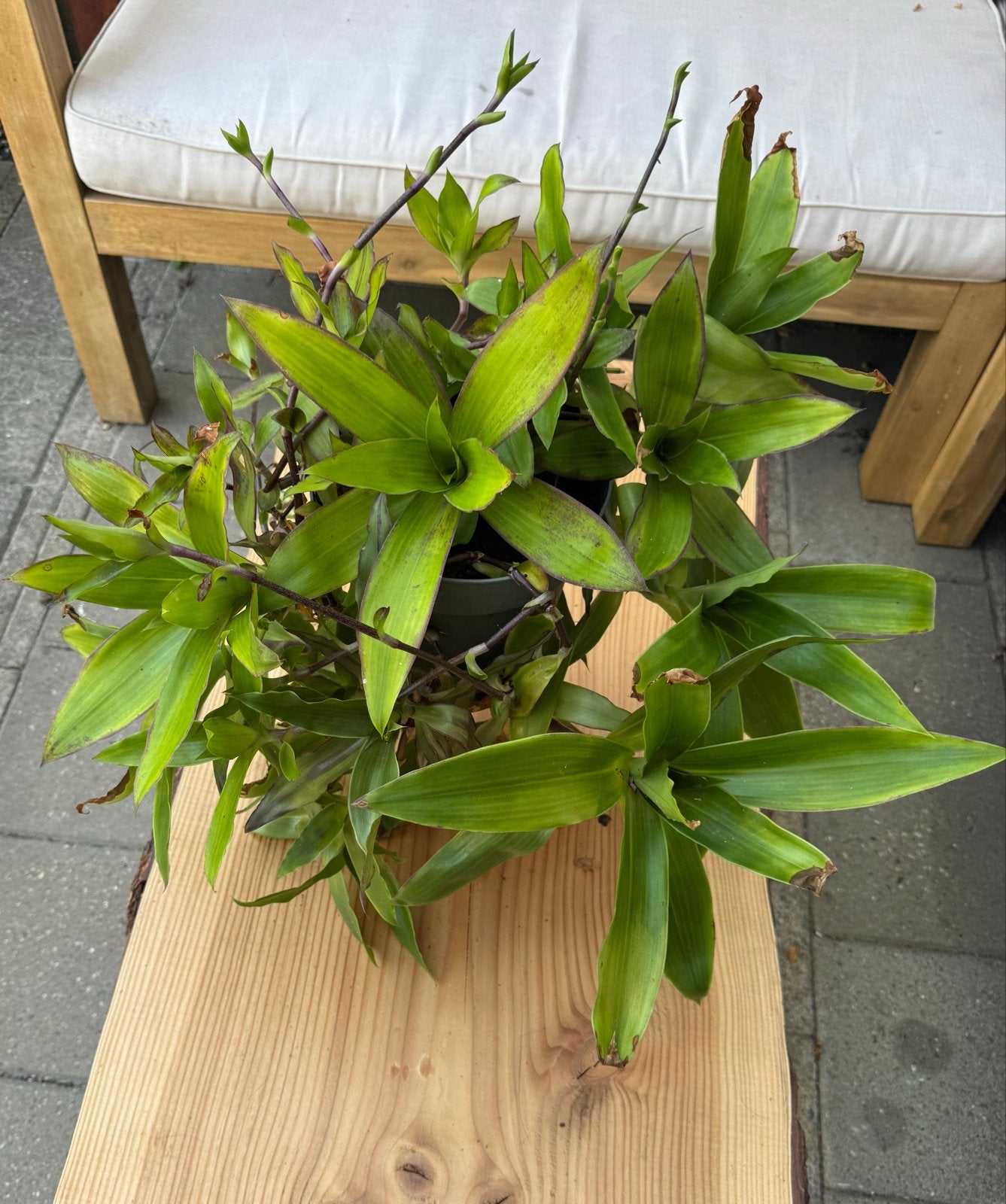 Callisia fragrans (Valse Bromelia) - 3 planten, Ophalen, Overige soorten, Halfschaduw, In pot