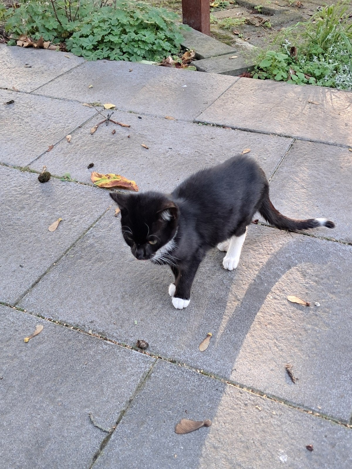 Aangeboden 6 kittens, Dieren en Toebehoren