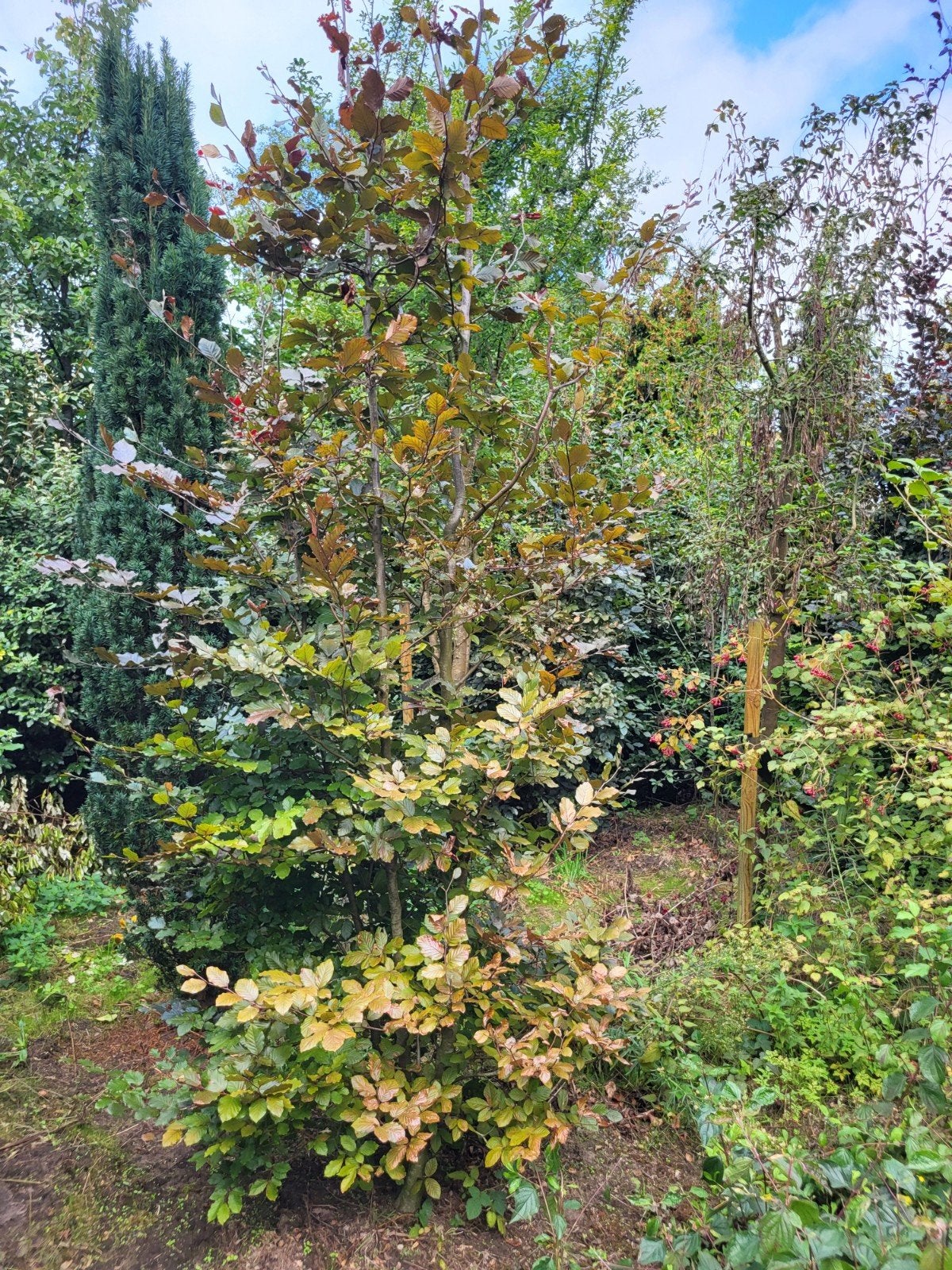 Meerstammige rode beuk  boom, Tuin en Terras, Ophalen, Haagbeuk, 250 cm of meer