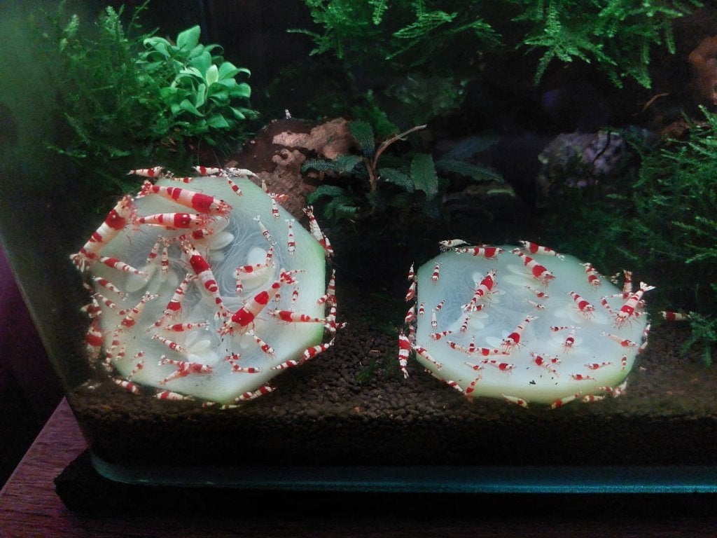 Crystal Red Garnalen, Dieren en Toebehoren, Vissen | Aquariumvissen, Zoetwatervis, Kreeft, Krab of Garnaal, Schoolvis
