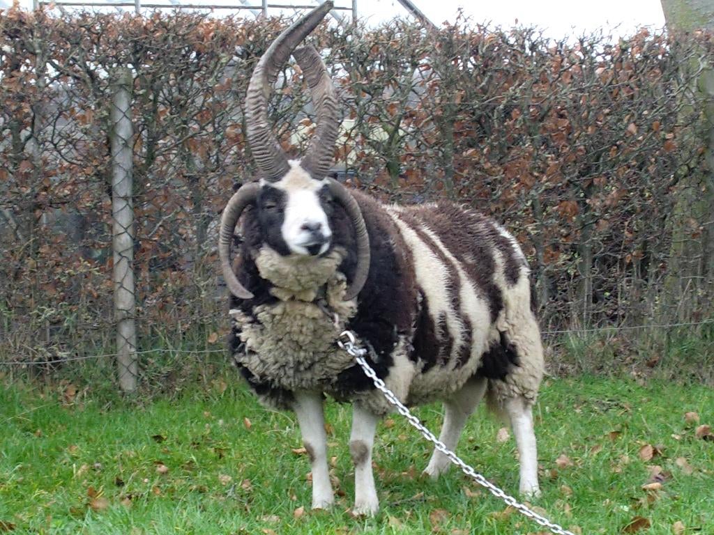 Jacobschaap fokram 4 hoornig, Dieren en Toebehoren, Schapen, Geiten en Varkens, Mannelijk, Schaap