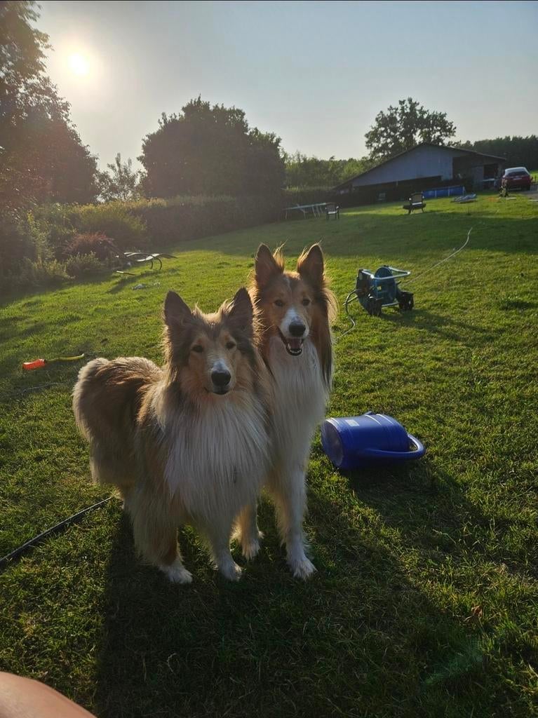 Schotse collies Whisky en Lucy, Dieren en Toebehoren, Honden | Herdershonden en Veedrijvers, Teef, Meerdere, 3 tot 5 jaar, Herder