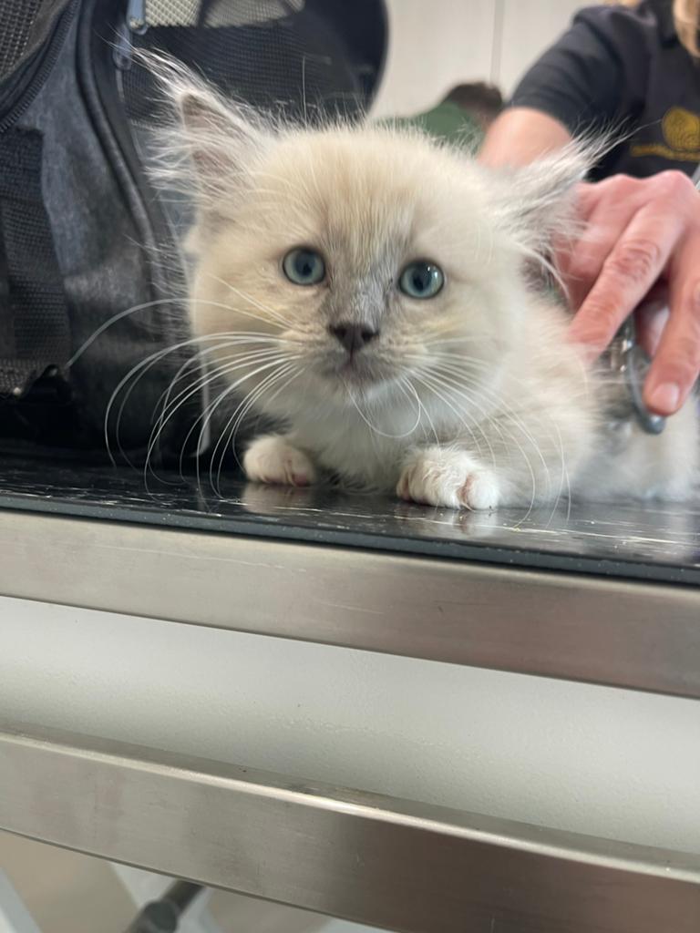 Prachtiche ragdoll kittens, Dieren en Toebehoren, Katten en Kittens | Raskatten | Langhaar, Kater, Gechipt