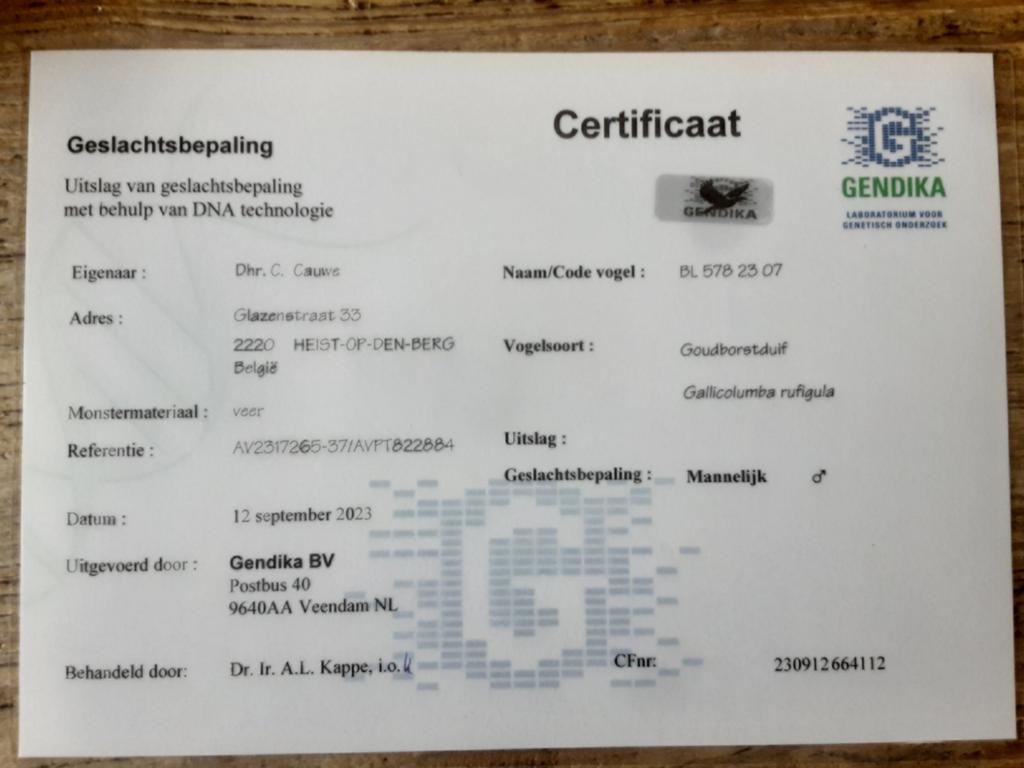 Goudborst duif doffer, Ophalen of Verzenden