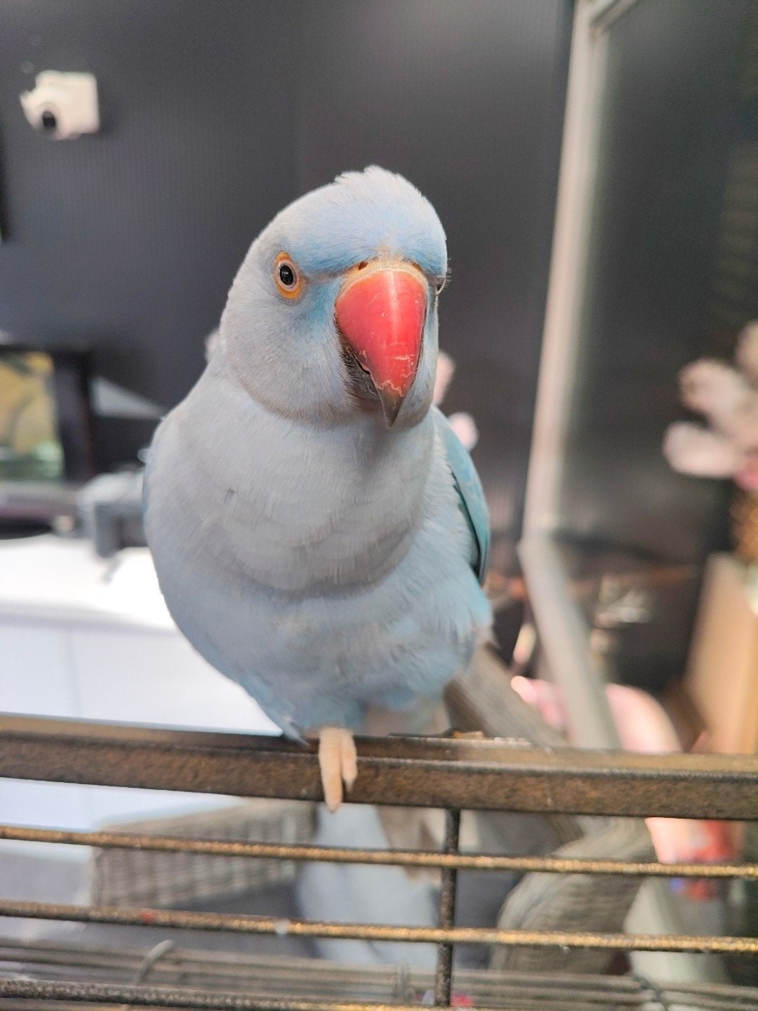 *Jong*koppelje * halsbandparkieten, Meerdere dieren, Papegaai, Pratend