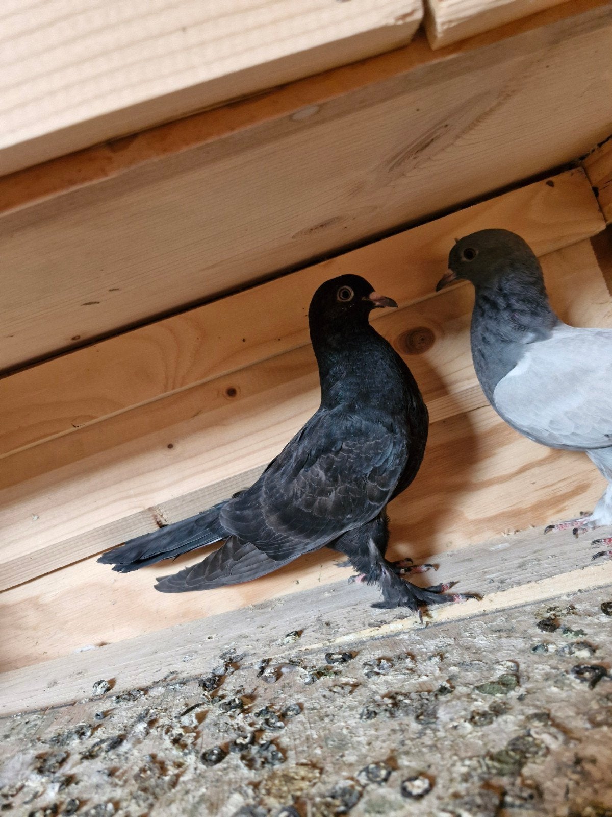 Jong Takla Duif, Geslacht onbekend