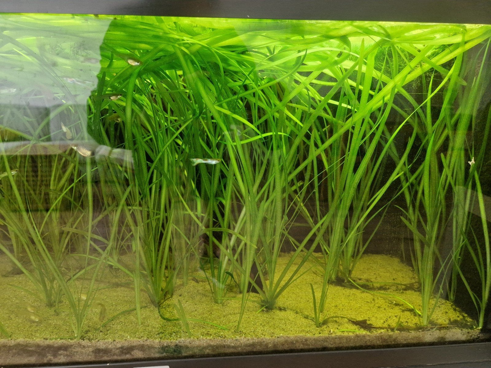 bosje vallisneria 10 planten, Dieren en Toebehoren, Ophalen, Nieuw