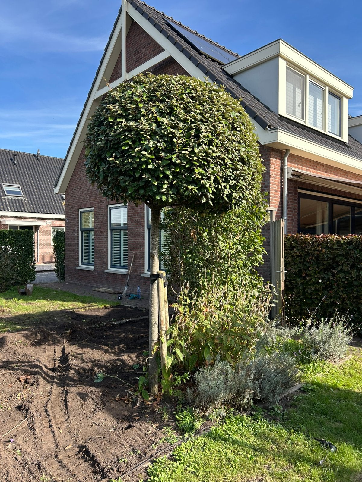 Mooie boom voor in uw tuin. Bontbladige olijfwilg., Tuin en Terras, Ophalen, Volle zon, Overige soorten