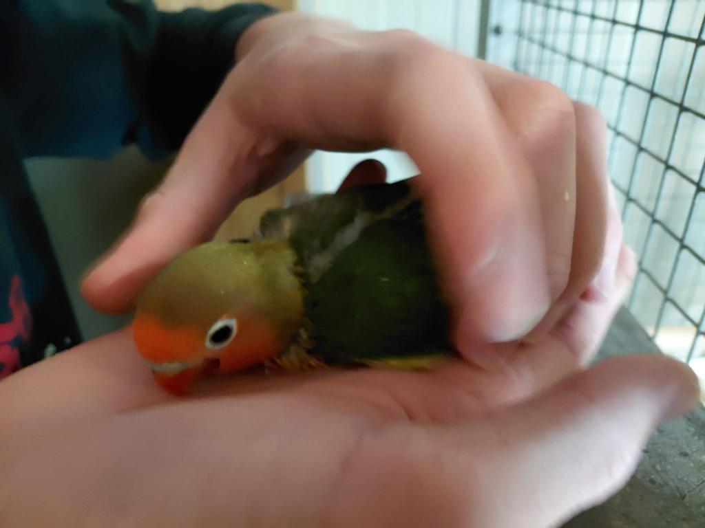 Agapornis fischerie, Dieren en Toebehoren, Vogels | Parkieten en Papegaaien, Geslacht onbekend, Dwergpapegaai of Agapornis, Geringd